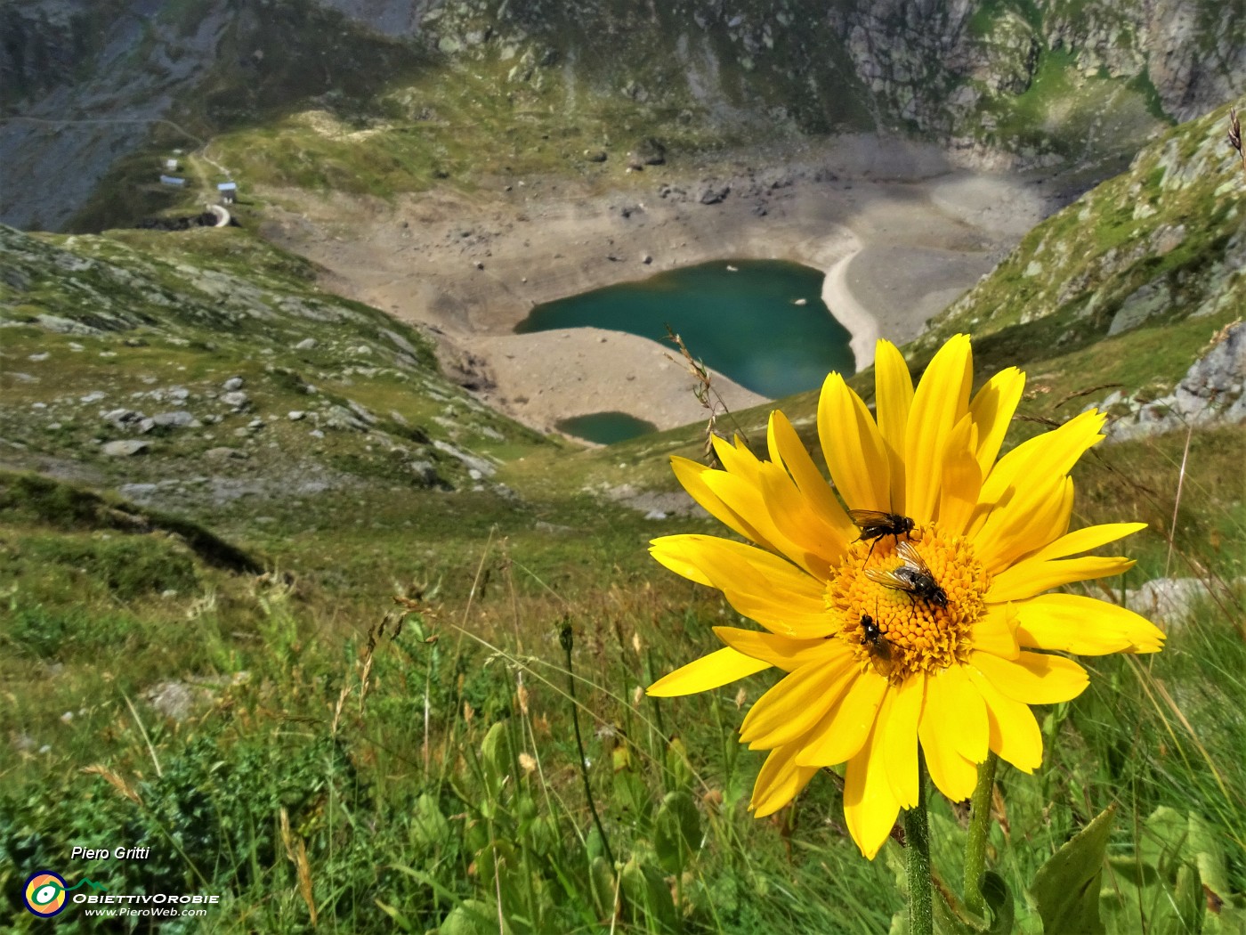 67 Doronicum grandiflorum (Doronico dai fiori grandi) con vista sul Lago del Diavolo.JPG